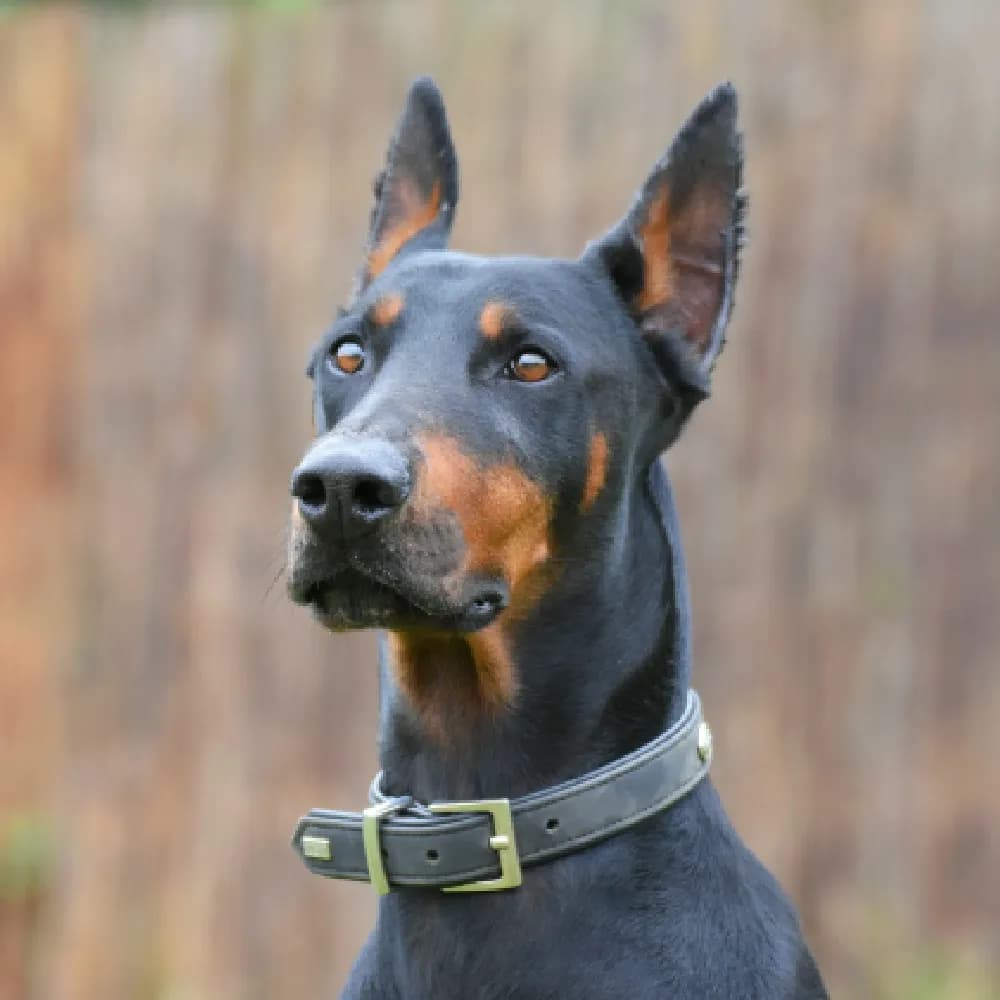 Doberman — registro 04