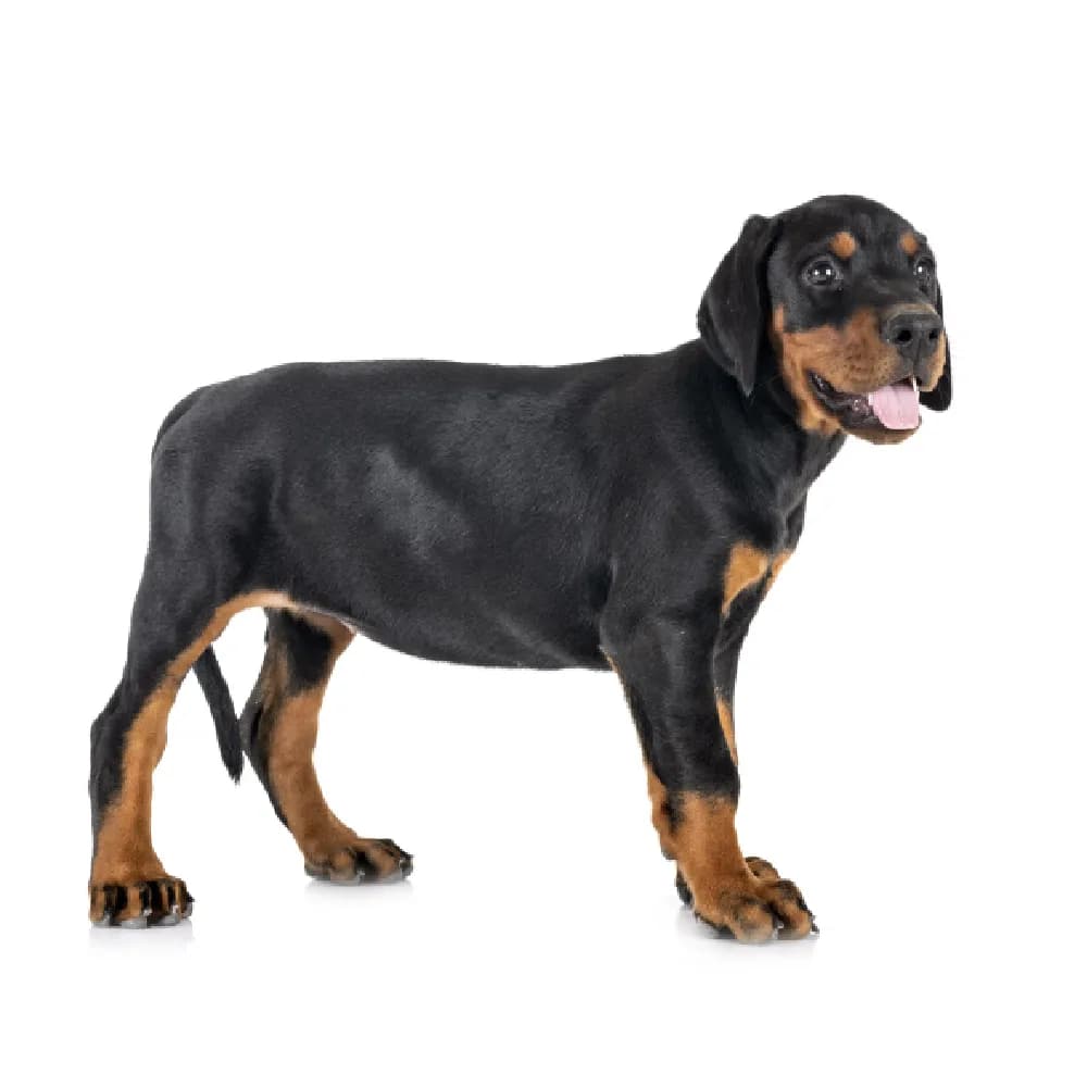 Doberman — filhote