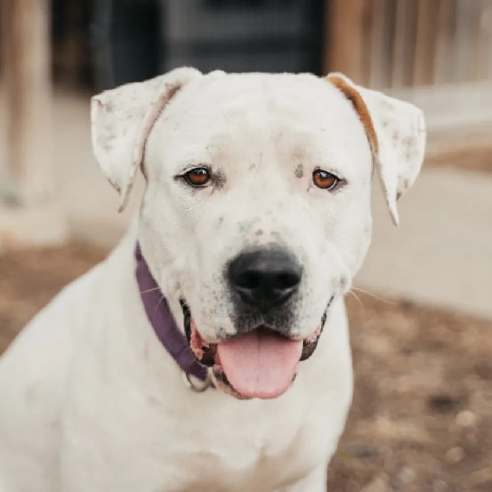 Dogo Argentino — registro 01