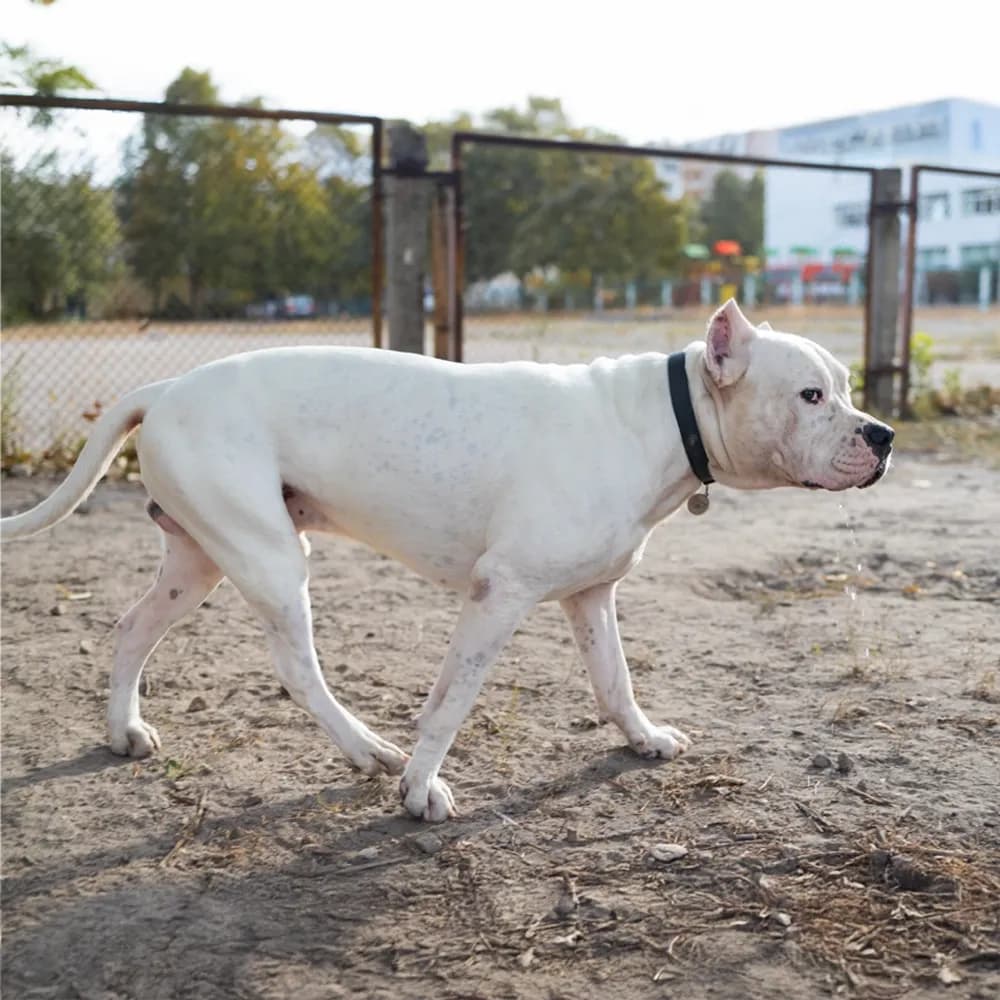 Dogo Argentino — registro 02