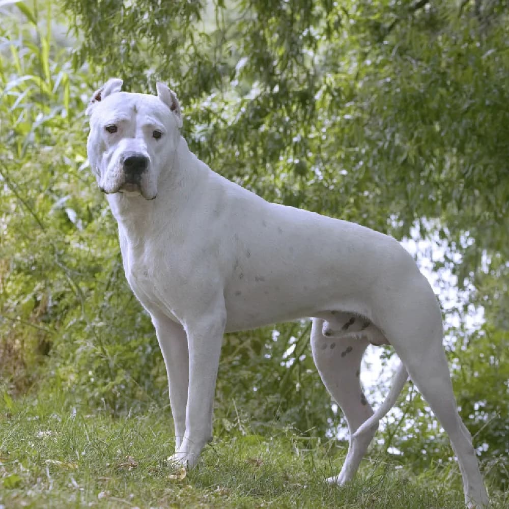 Dogo Argentino — registro 03