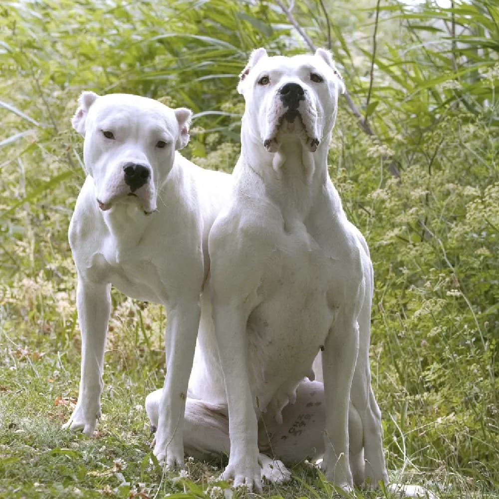 Dogo Argentino — registro 04