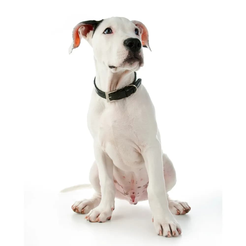 Dogo Argentino — filhote