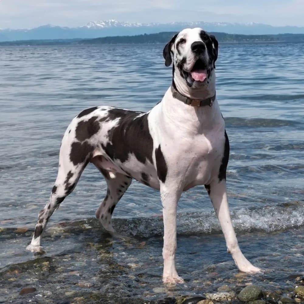 Dogue Alemão — registro 02