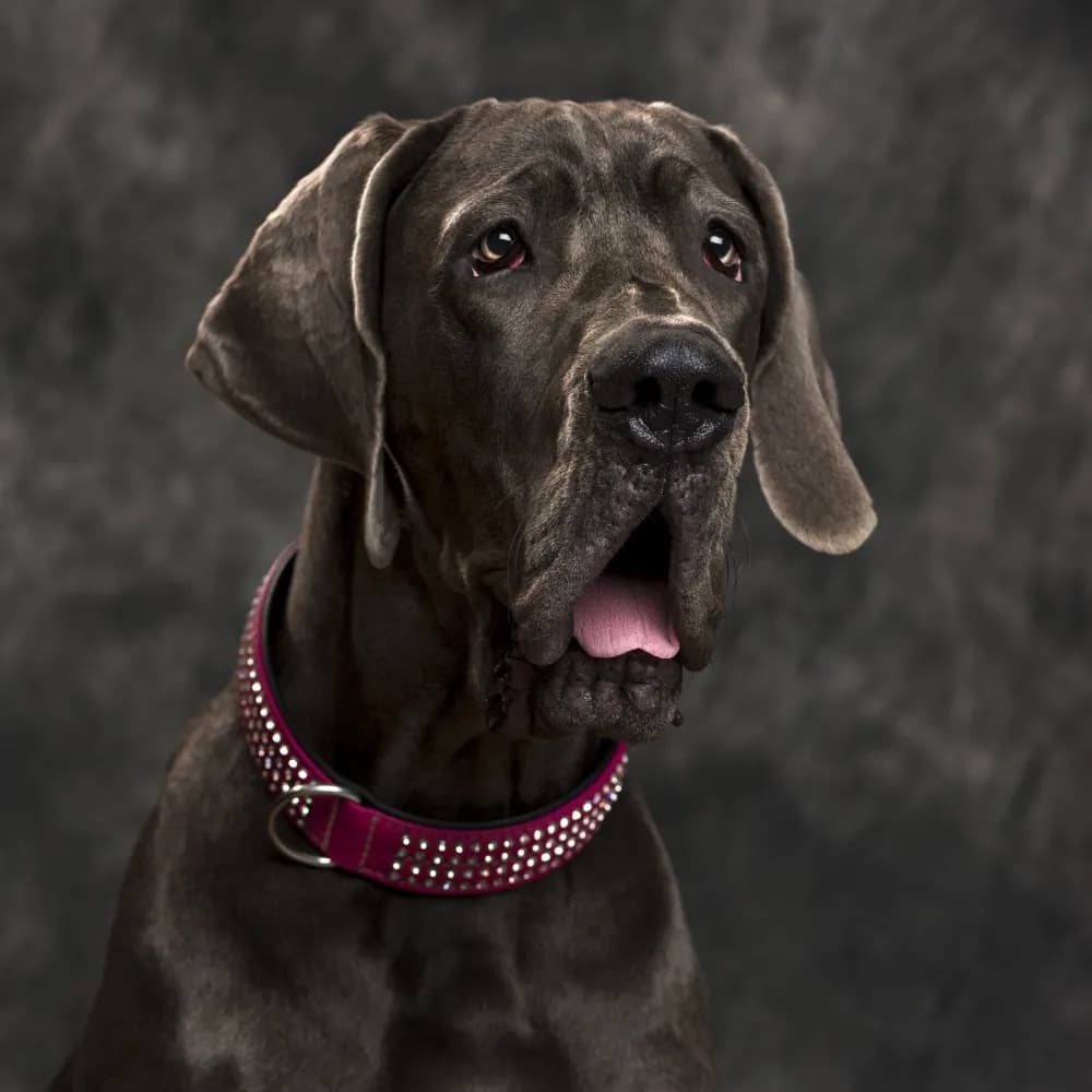 Dogue Alemão — registro 04