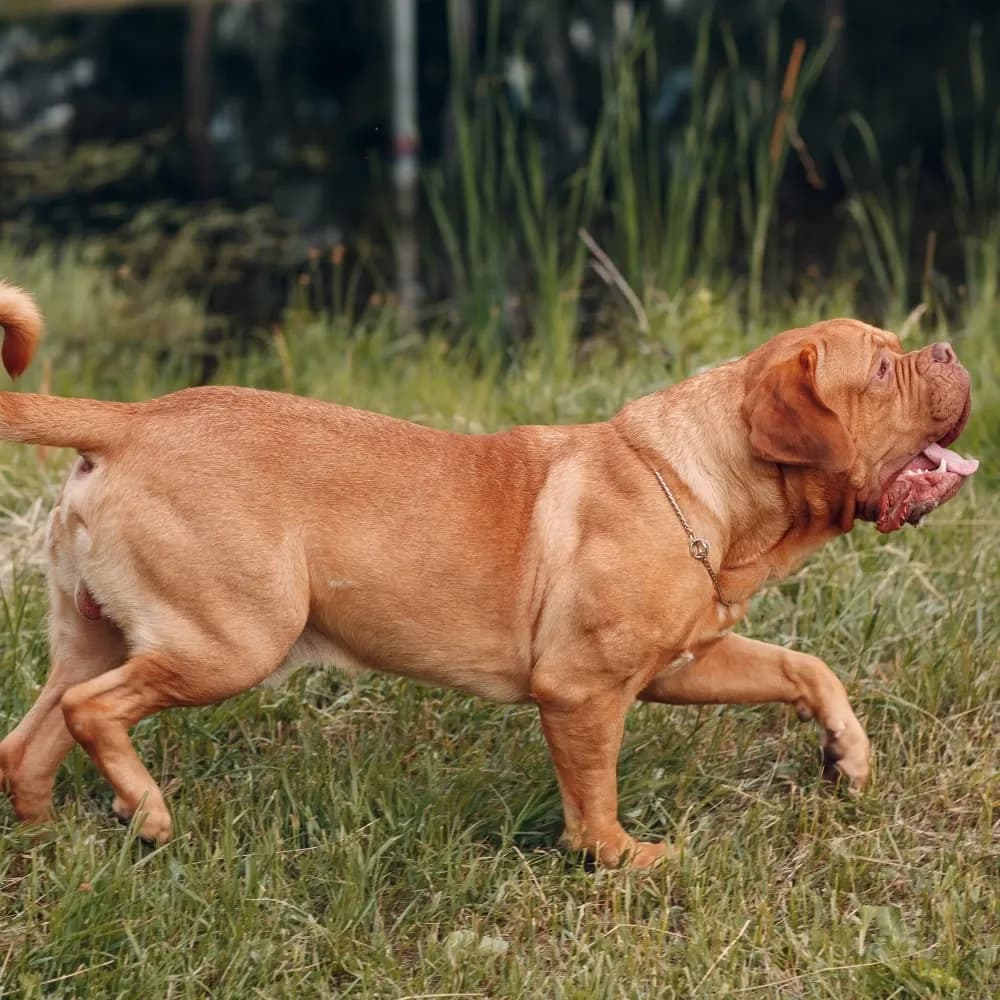 Dogue de Bordeaux — registro 01