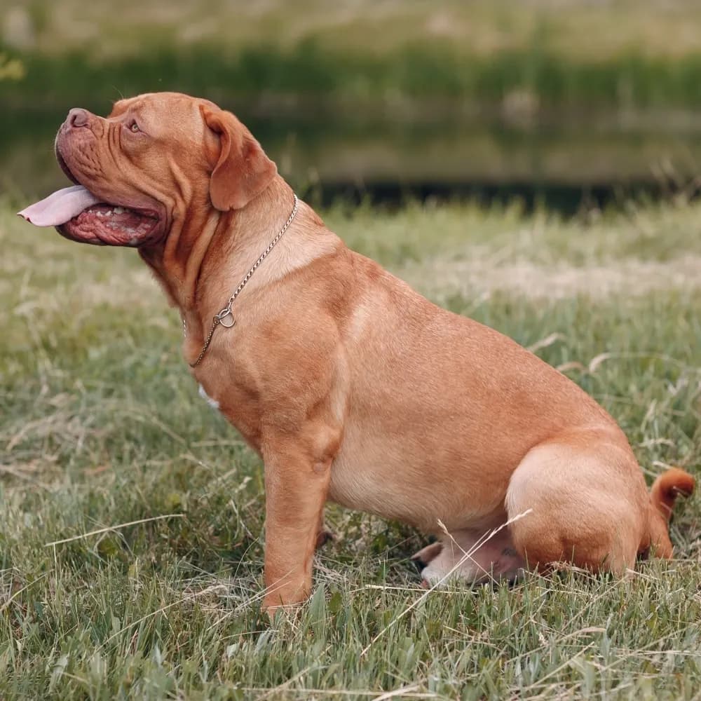 Dogue de Bordeaux — registro 02