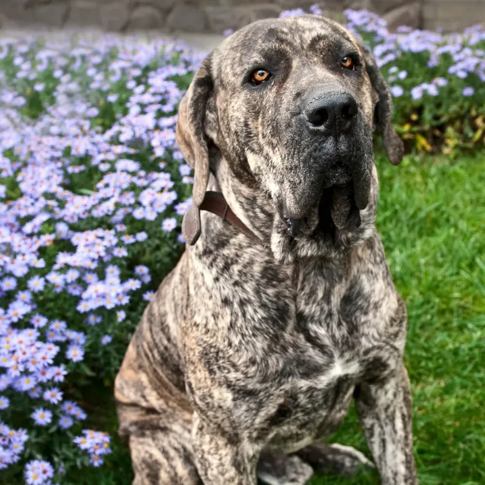 Fila Brasileiro — registro 02