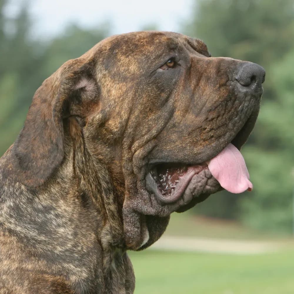 Fila Brasileiro — registro 03
