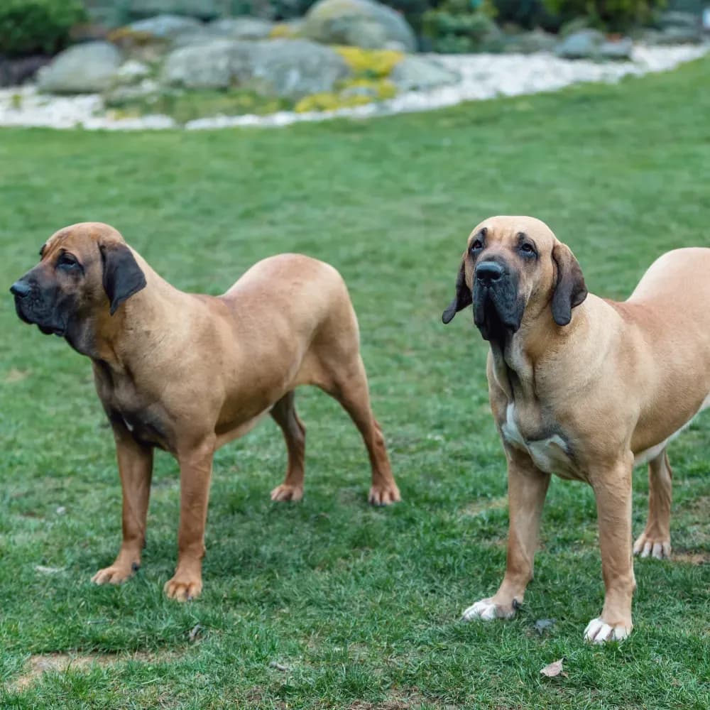 Fila Brasileiro — registro 04