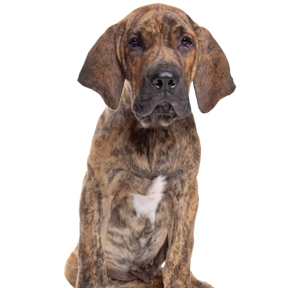 Fila Brasileiro — filhote