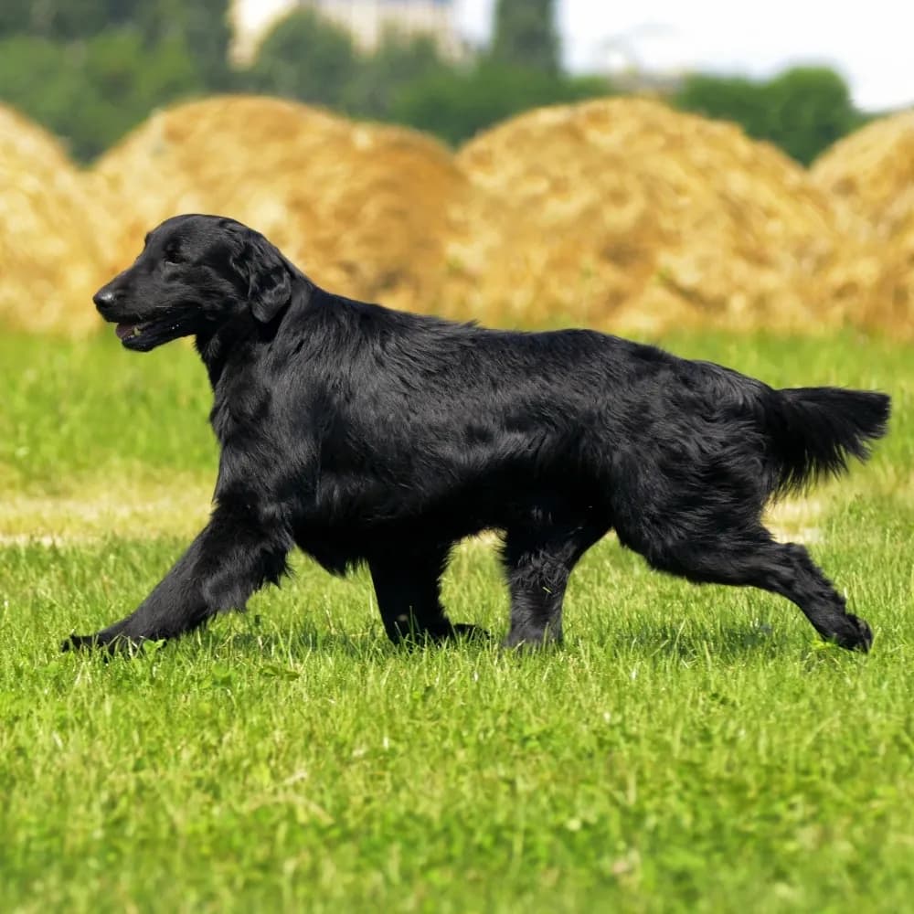 Flat-Coated Retriever — registro 01