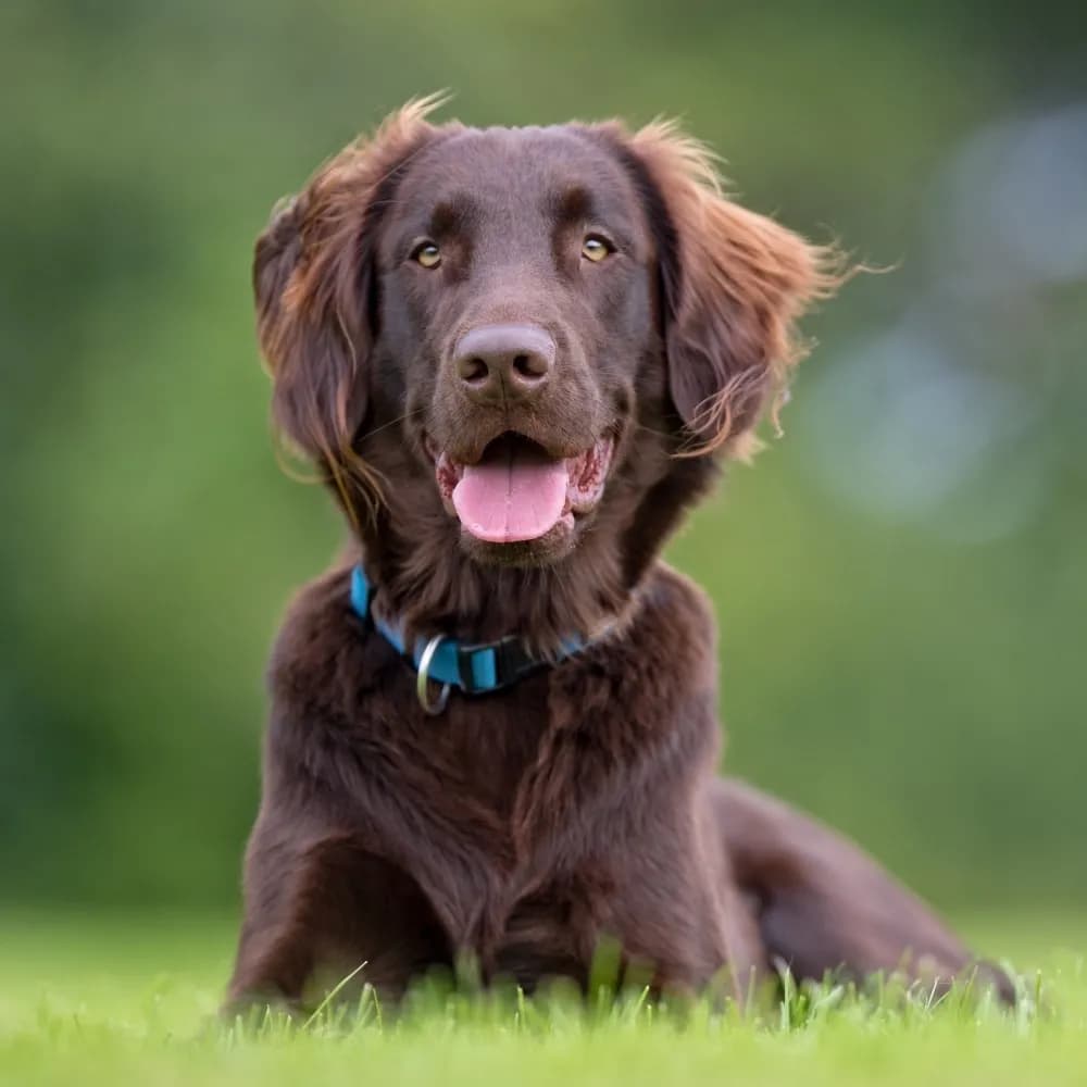 Flat-Coated Retriever — registro 02