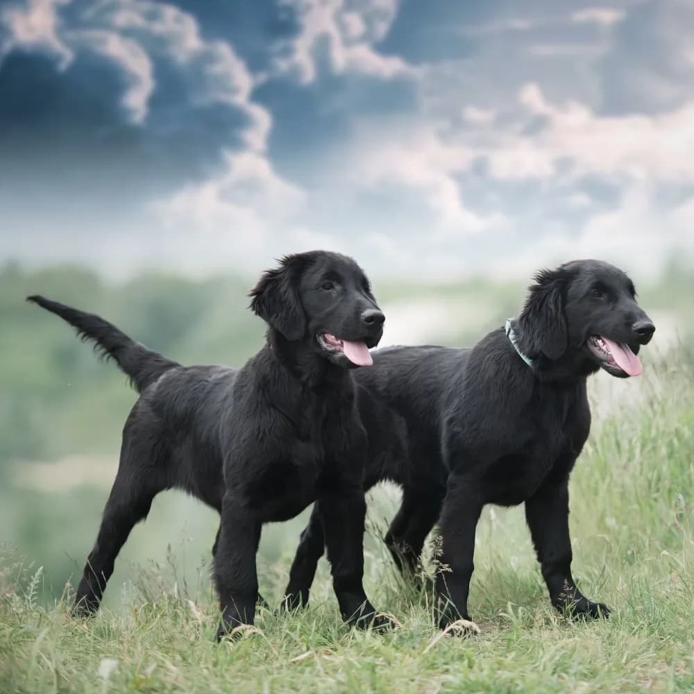 Flat-Coated Retriever — registro 03