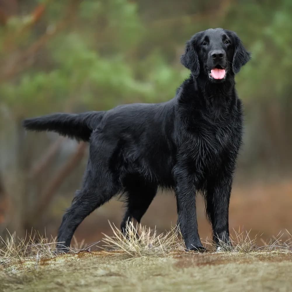 Flat-Coated Retriever — registro 04