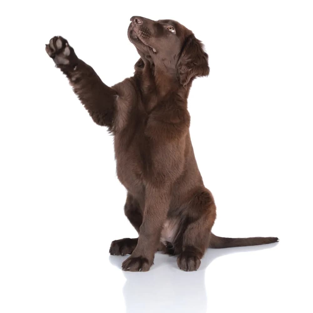 Flat-Coated Retriever — filhote