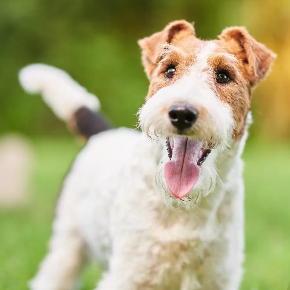 Fox Terrier de Pelo Duro — registro 01
