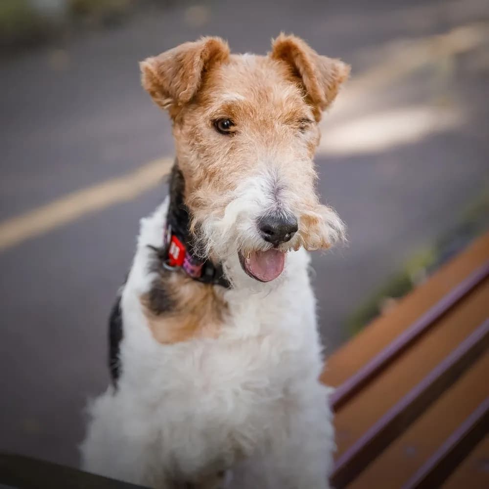 Fox Terrier de Pelo Duro — registro 02
