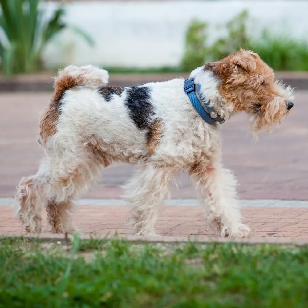 Fox Terrier de Pelo Duro — registro 03