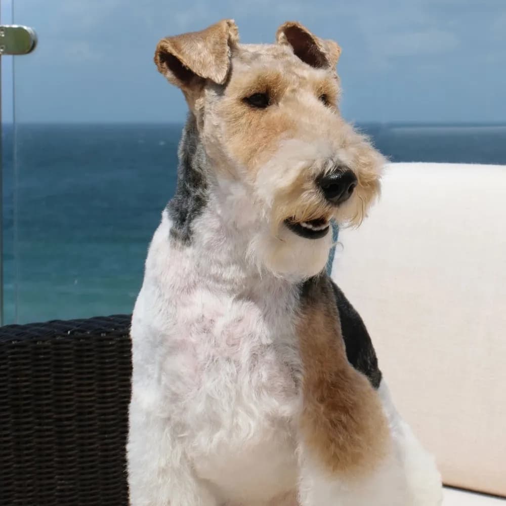 Fox Terrier de Pelo Duro — registro 04