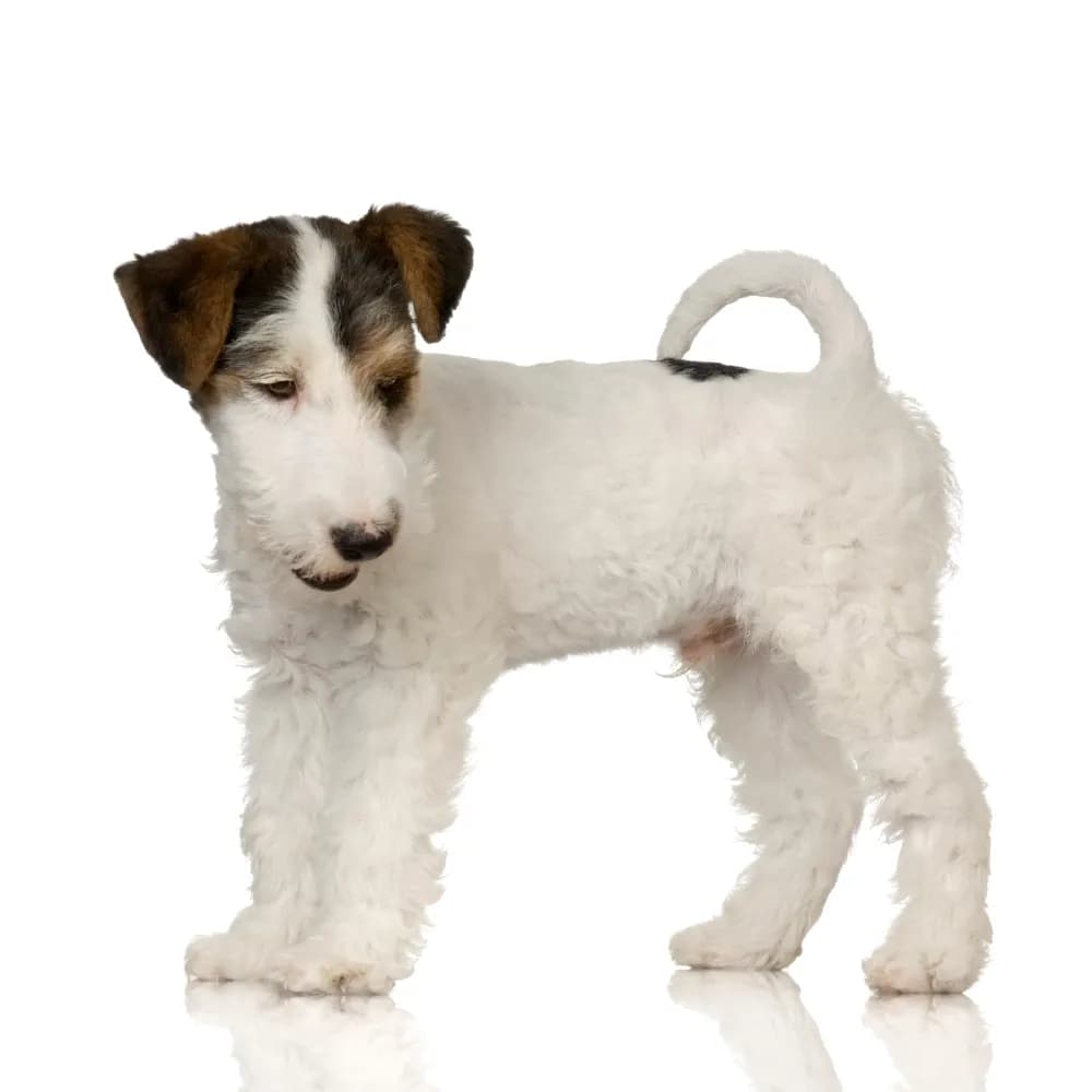 Fox Terrier de Pelo Duro — filhote