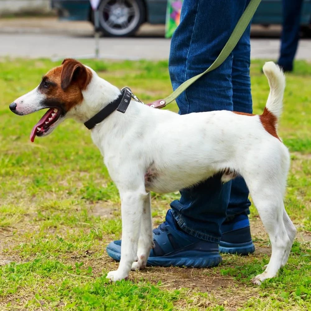 Fox Terrier de Pelo Liso — registro 01