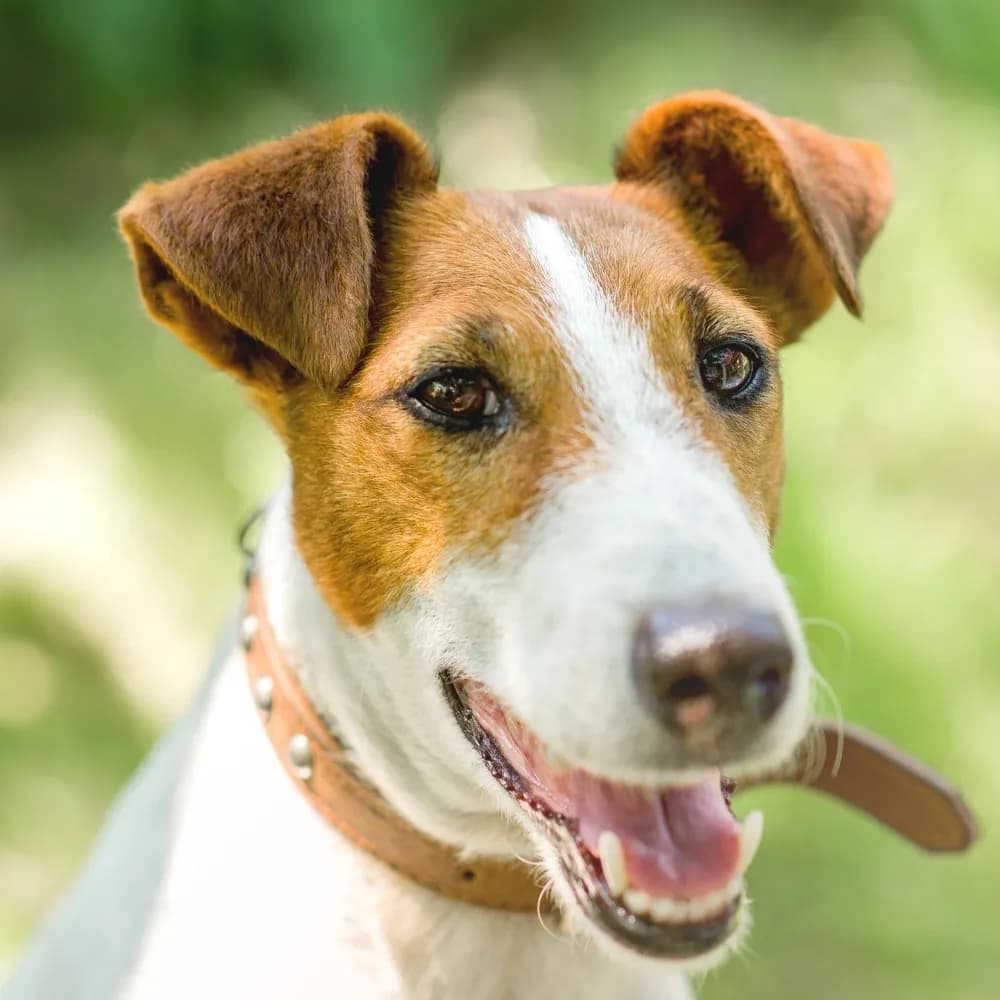 Fox Terrier de Pelo Liso — registro 02