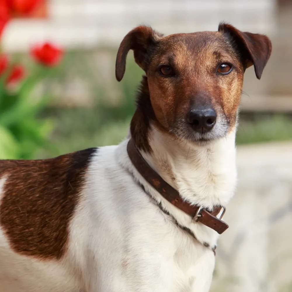 Fox Terrier de Pelo Liso — registro 03