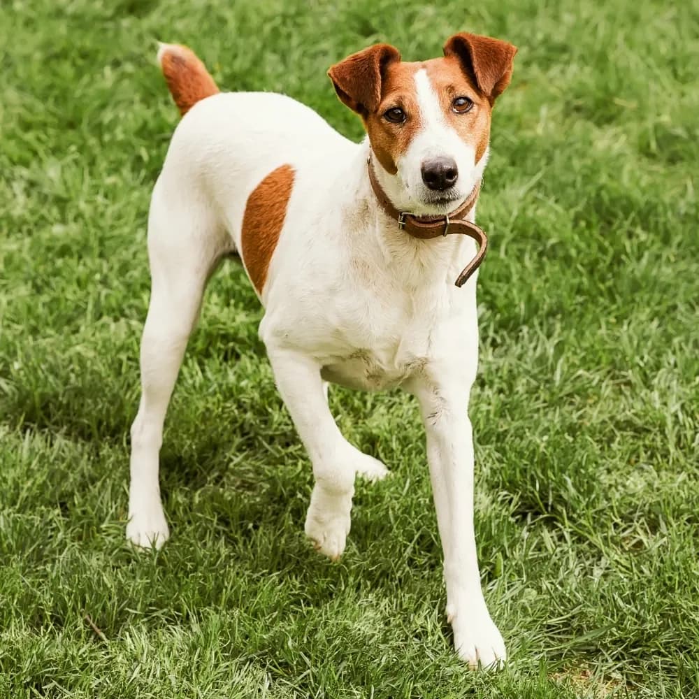 Fox Terrier de Pelo Liso — registro 04