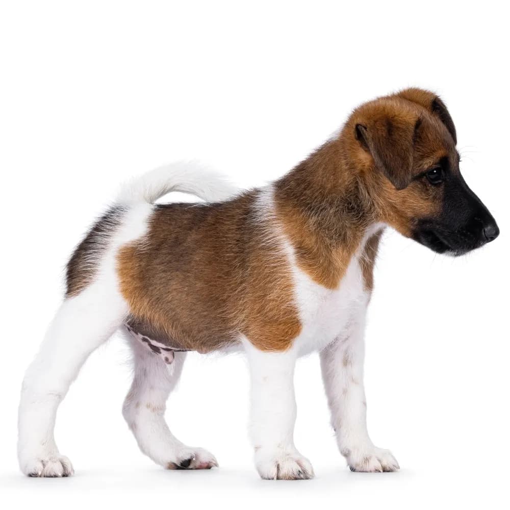 Fox Terrier de Pelo Liso — filhote