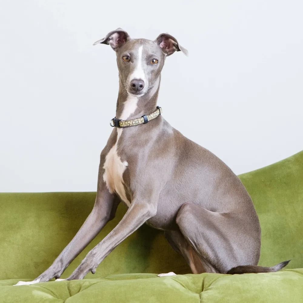 Galgo Italiano — registro 01