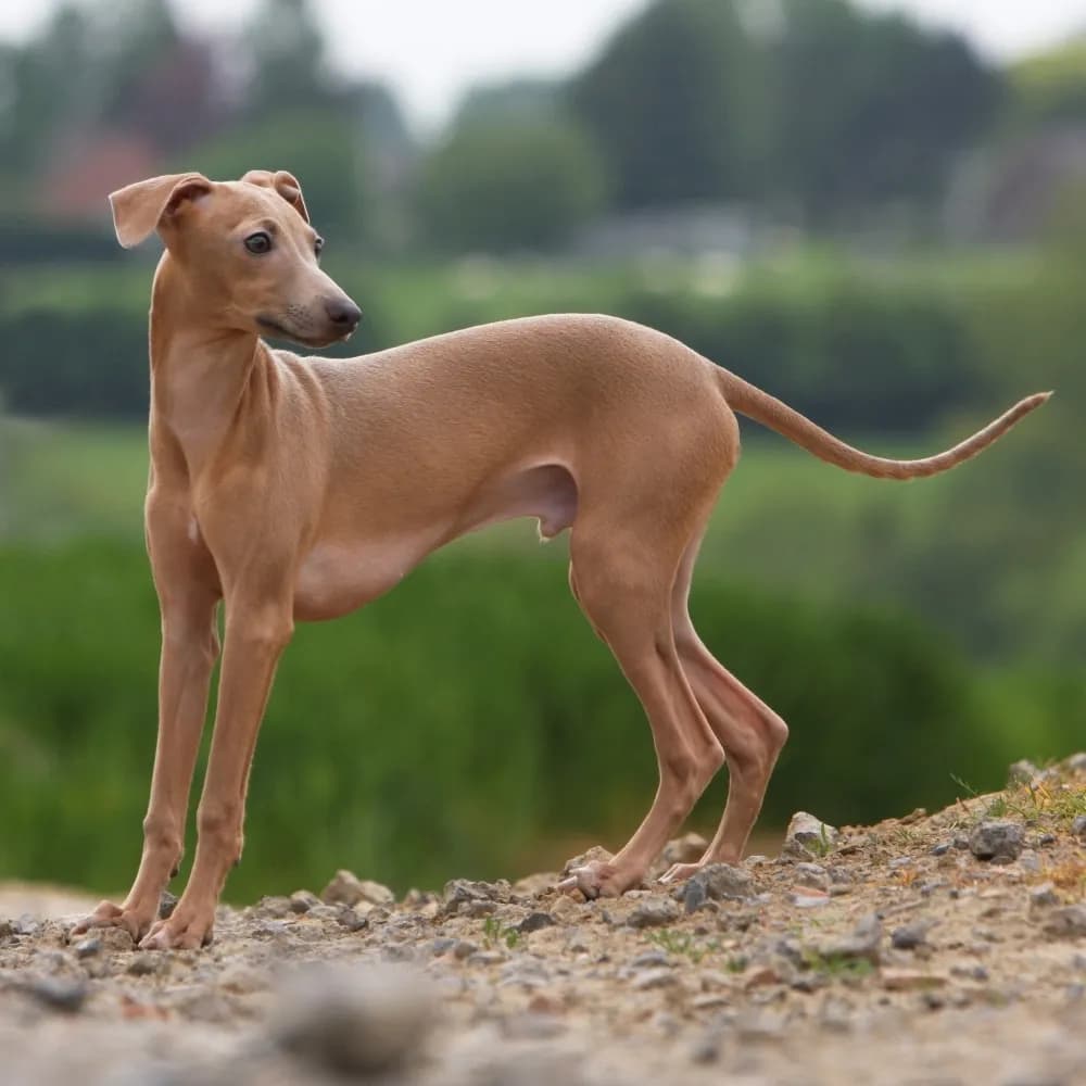Galgo Italiano — registro 02
