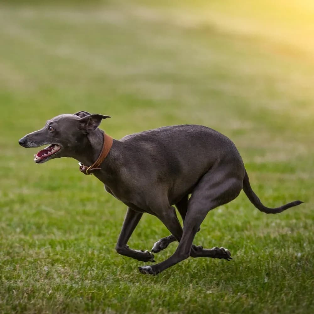 Galgo Italiano — registro 03