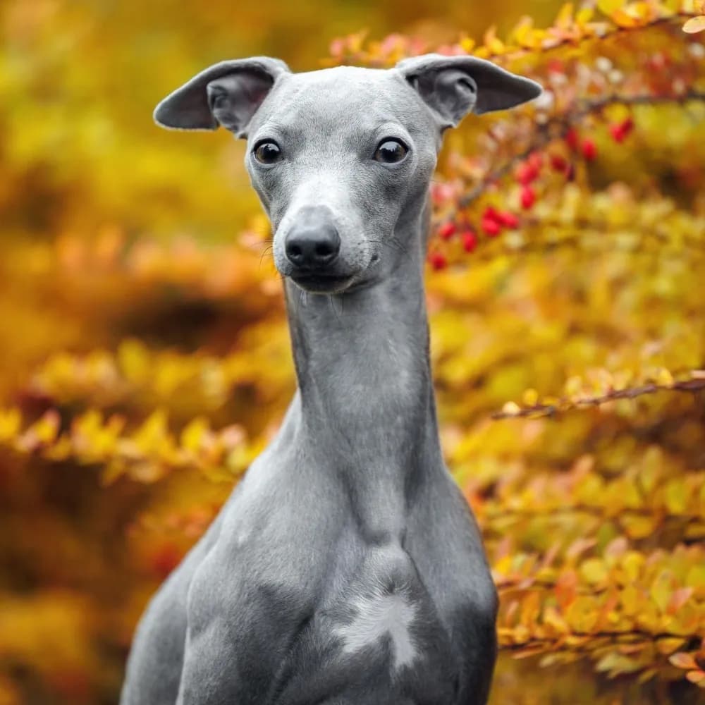 Galgo Italiano — registro 04