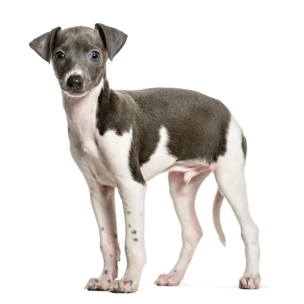 Galgo Italiano — filhote