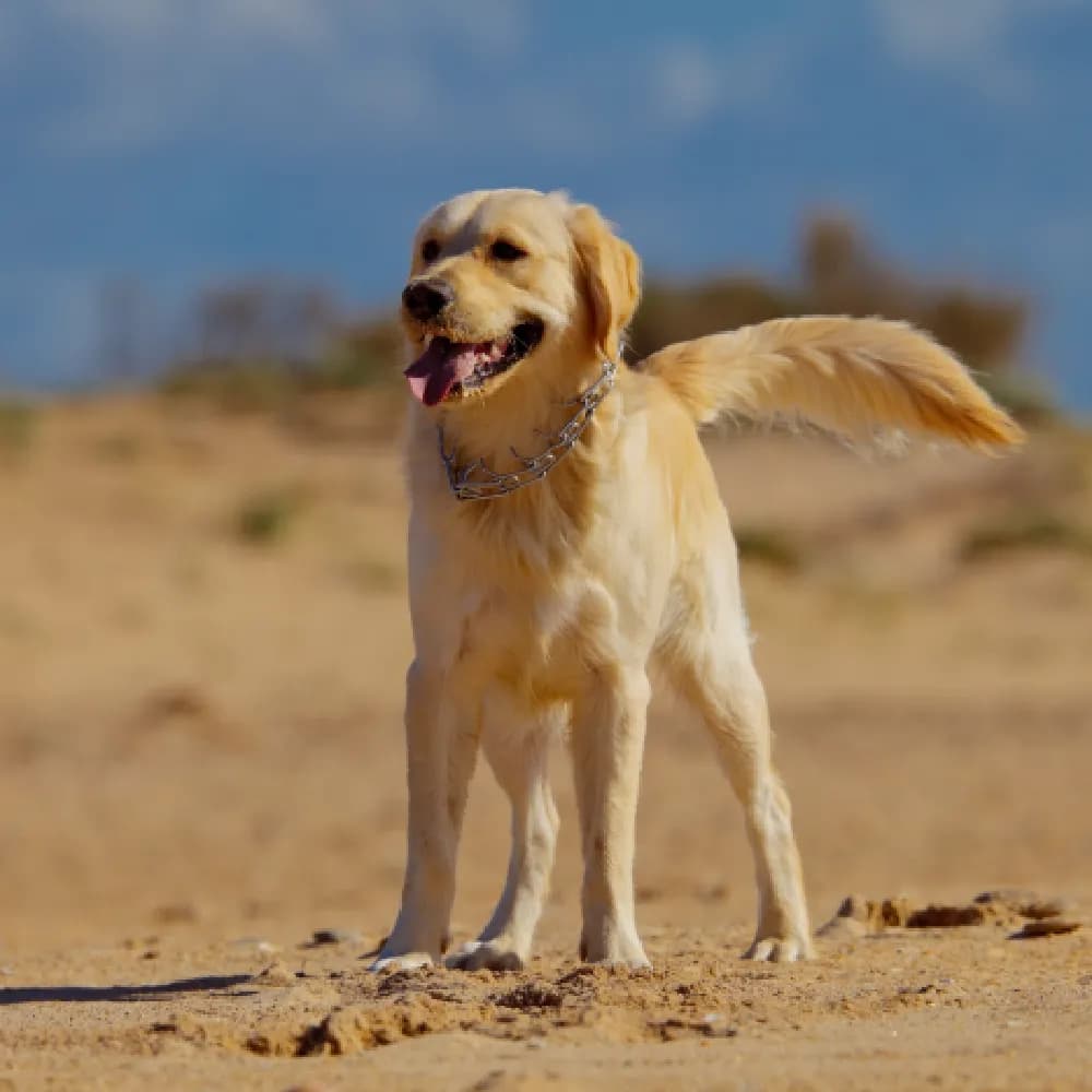 Golden Retriever — registro 01