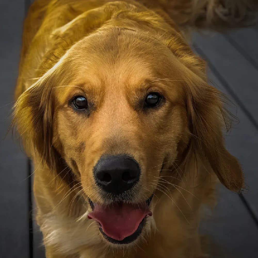 Golden Retriever — registro 02