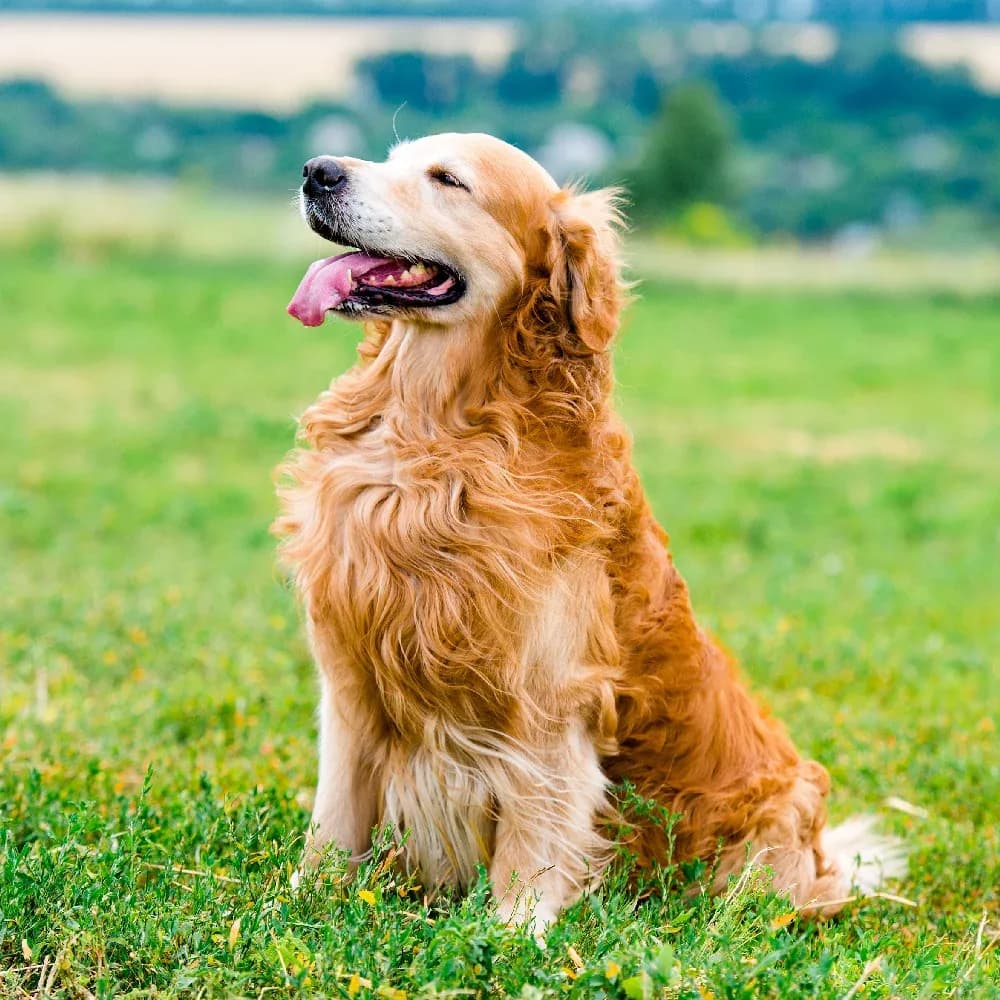 Golden Retriever — registro 03