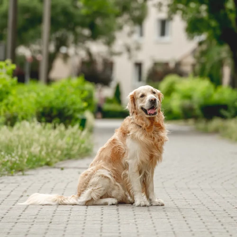 Golden Retriever — registro 04