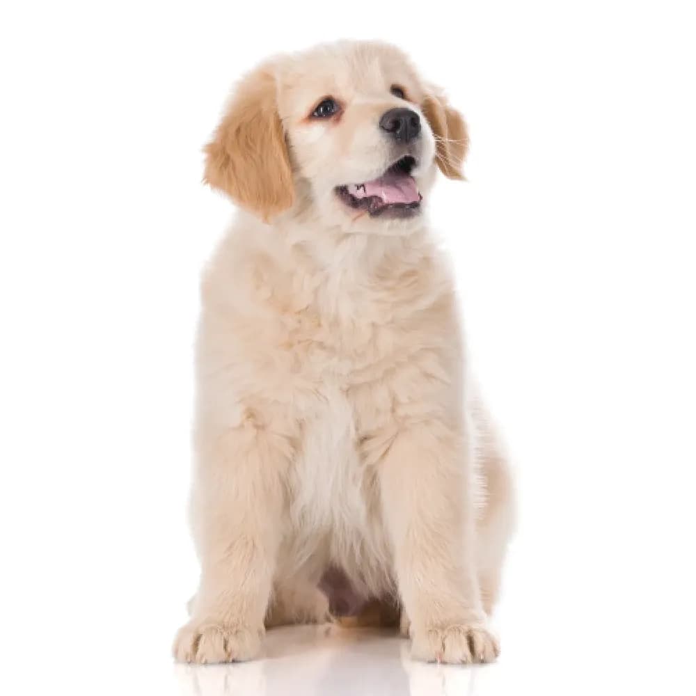 Golden Retriever — filhote