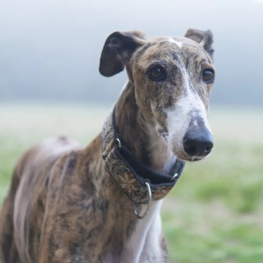 Greyhound — registro 01
