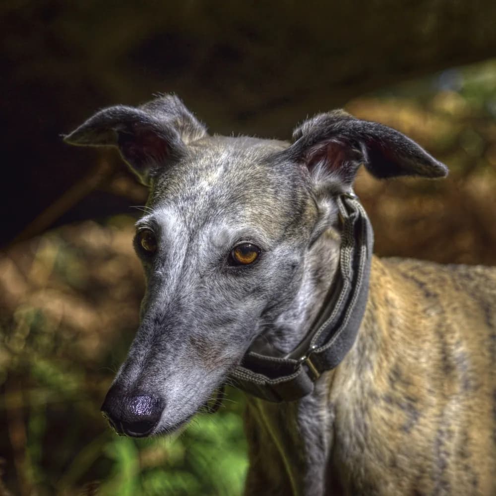 Greyhound — registro 02