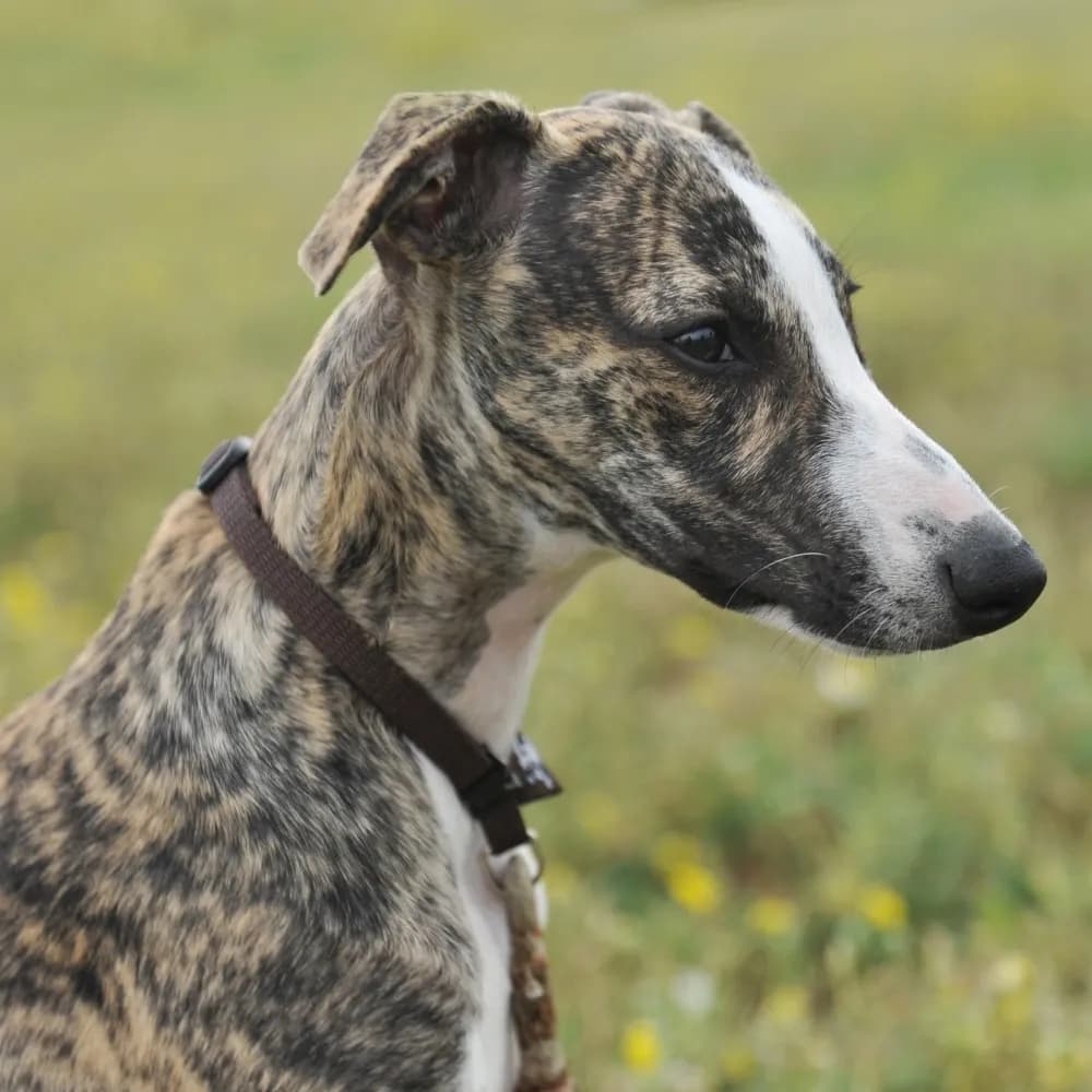Greyhound — registro 03