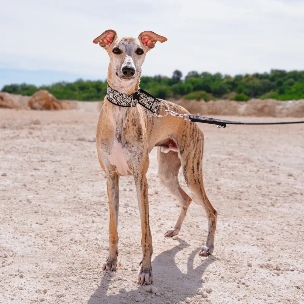 Greyhound — registro 04