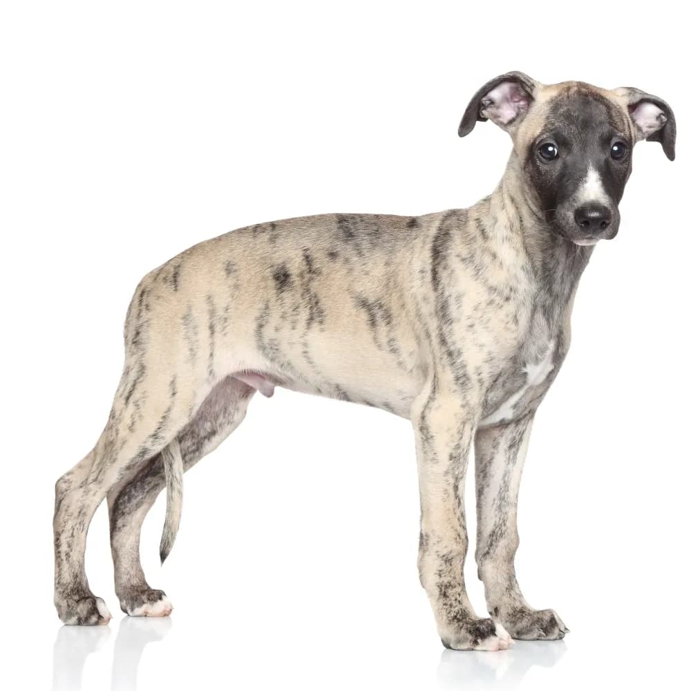 Greyhound — filhote