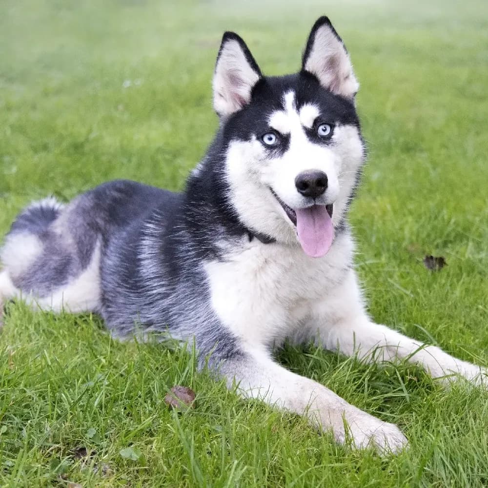 Husky Siberiano — registro 01
