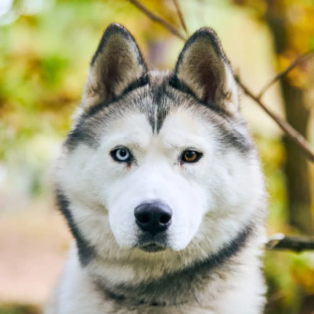Husky Siberiano — registro 02
