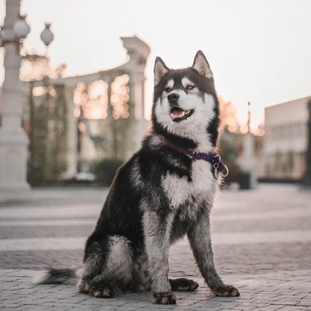 Husky Siberiano — registro 03