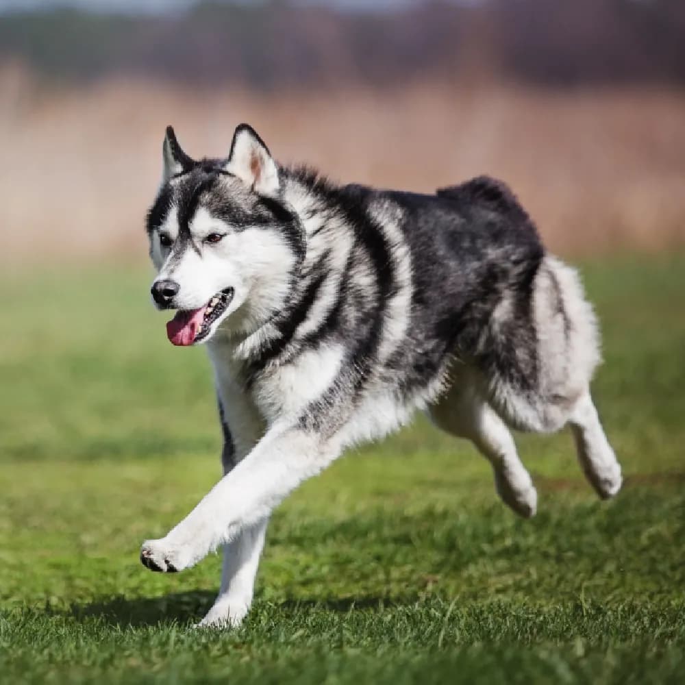 Husky Siberiano — registro 04