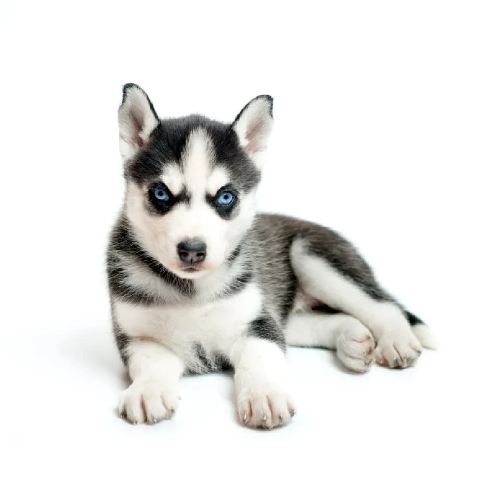 Husky Siberiano — filhote